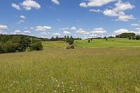 Summer meadow in the Franconian Forest with lots of flowers and grasses [IBR125180336]