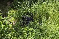 Car tires illegally disposed of at the edge of the forest [IBR125180337]