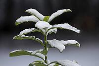Snow-covered cherry laurel against a dark background [IBR125180338]