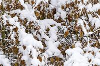 Beech hedge with brown leaves and snow [IBR125180339]
