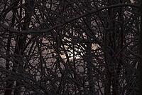 Snow-covered branches at sunrise [IBR125180340]