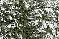 Snow on spruce branches [IBR125180341]
