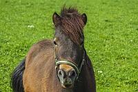 Pony looks expectantly at the photographer [IBR125180347]
