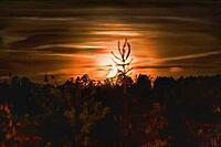 Eerie moonset in an enchanted forest with ghostly shadows and silhouettes [IBR125180350]