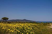 View of San Giovanni Bay with yellow daisies and cloudless sky [IBR125180351]