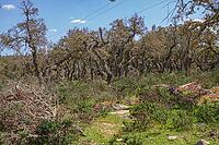 Overgrown cork oak forest with some trees peeled a long time ago [IBR125180354]