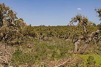 View of a clearing of an overgrown cork oak forest [IBR125180355]
