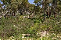 Cork oak forest with partly freshly peeled trees [IBR125180356]