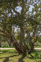 Multi-stem cork oak, debarked a long time ago [IBR125180358]