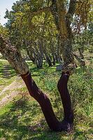 Freshly peeled cork oaks in the cork oak forest east of Budduso [IBR125180359]