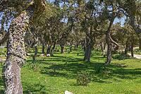 Cork oak forest on green meadow with trees peeled a long time ago [IBR125180363]