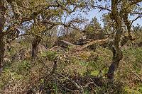 Cork oaks between archaic stone blocks [IBR125180364]