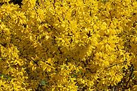 Forsythia bush in full bloom [IBR125180365]