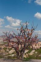 A lone tree stands gracefully on a sunlit hill, framed by clouds and distant rock formations [IBR125180370]