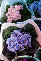 High angle view of colorful African violet plants in paper pots at local flower shop [IBR125180372]
