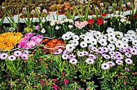 Beautiful blooming flowers for sale outside flower shop [IBR125180375]