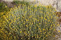 Beautiful cluster of yellow immortelle flowers growing wild in the rocky terrain of sunny landscapes [IBR125180376]