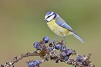 Blue Tit (Parus caeruleus), perched on a twig in a blackthorn bush (Prunus spinosa), with ripe fruit, autumn, wildlife, animals, tit family, songbird, birds, Wilnsdorf, North Rhine-Westphalia, Germany [IBR125183149]