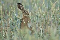 European brown hare (Lepus europaeus) adult animal eating a wheat plant in a farmland field in summer, England, United Kingdom [IBR125183150]