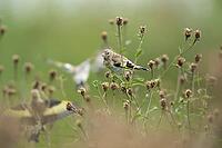 European goldfinch (Carduelis carduelis) juvenile bird on the stem of a Knapweed plant with seed heads, England, United Kingdom [IBR125183156]
