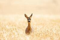 Roe deer (Capreolus capreolus) adult female doe in a farmland cereal field in summer, Suffolk, England, United Kingdom [IBR125183159]