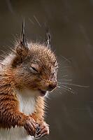 Red squirrel (Sciurus vulgaris) adult animal in a rain storm, England, United Kingdom [IBR125183161]