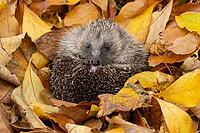 European hedgehog (Erinaceus europaeus) adult animal resting on autumn colour leaves in a garden, England, United Kingdom [IBR125183162]