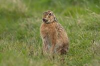 European brown hare (Lepus europaeus) adult animal in grassland, England, United Kingdom [IBR125183164]