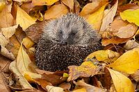 European hedgehog (Erinaceus europaeus) adult animal resting on autumn colour leaves in a garden, England, United Kingdom [IBR125183167]