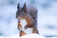 Red squirrel (Sciurus vulgaris) adult animal feeding on a hazelnut in a snow covered woodland in winter, England, United Kingdom [IBR125183170]