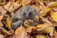 European hedgehog (Erinaceus europaeus) adult animal resting on autumn colour leaves in a garden during hibernation, England, United Kingdom [IBR125183175]