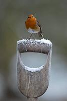 European robin (Erithacus rubecula) adult bird on a snow covered garden fork handle in winter, Suffolk, England, United Kingdom [IBR125183177]