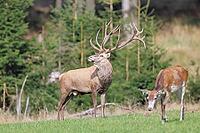 Red deer (Cervus elaphus) during the rutting season, a magnificent stag in a forest clearing, wildlife, autumn, Sauerland, North Rhine-Westphalia, Germany [IBR125183180]