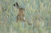 European brown hare (Lepus europaeus) adult animal eating a wheat plant in a farmland field in summer, England, United Kingdom [IBR125183183]