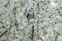 Blackcap (Sylvia atricapilla) adult male bird amongst Blackthorn blossom flowers in a hedgerow in spring, Suffolk, England, United Kingdom [IBR125183185]