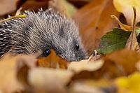 European hedgehog (Erinaceus europaeus) adult animal on autumn colour leaves in a garden, England, United Kingdom [IBR125183187]