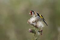 European goldfinch (Carduelis carduelis) adult garden bird feeding on a Creeping thistle (Cirsium arvense) seedhead, England, United Kingdom [IBR125183188]