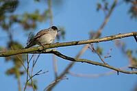 Blackcap (Sylvia atricapilla) adult male bird on a tree branch, Suffolk England, United Kingdom [IBR125183189]