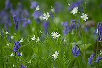 Greater stitchwort (Stellaria holostea) and English bluebell (Hyacinthoides non-scripta) flowers in a spring woodland, Suffolk, England, United Kingdom [IBR125183190]