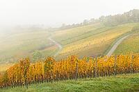 Foggy autumn day in hilly vineyards with yellow leaves, basket in the Rems Valley, Baden-Württemberg, Germany [IBR125183191]