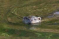 European otter (Lutra lutra) adult animal in water of a lake, England, United Kingdom [IBR125183192]