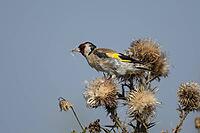 European goldfinch (Carduelis carduelis) adult garden bird feeding on a Spear thistle seedhead, England, United Kingdom [IBR125183193]