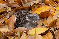 European hedgehog (Erinaceus europaeus) adult animal resting on autumn colour leaves in a garden during hibernation, England, United Kingdom [IBR125183195]