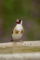 European goldfinch (Carduelis carduelis) adult garden bird drinking water from a bird bath, England, United Kingdom [IBR125183199]