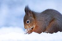 Red squirrel (Sciurus vulgaris) adult animal feeding on a hazelnut in a snow covered woodland in winter, England, United Kingdom [IBR125183201]