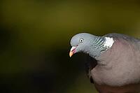 Wood pigeon (Columba palumbus) adult bird head portrait, England, United Kingdom [IBR125183202]