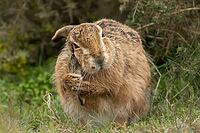 European brown hare (Lepus europaeus) adult animal washing its ear in grassland, England, United Kingdom [IBR125183203]