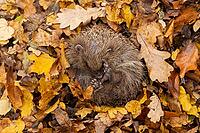 European hedgehog (Erinaceus europaeus) adult animal sleeping on autumn colour leaves in a garden during hibernation, England, United Kingdom [IBR125183204]