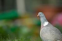 Wood pigeon (Columba palumbus) adult bird on a garden grass lawn, England, United Kingdom [IBR125183206]