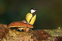 Great tit (Parus major) adult garden bird on a Bracket fungi on a tree branch, England, United Kingdom [IBR125183209]